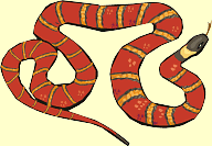 Snake